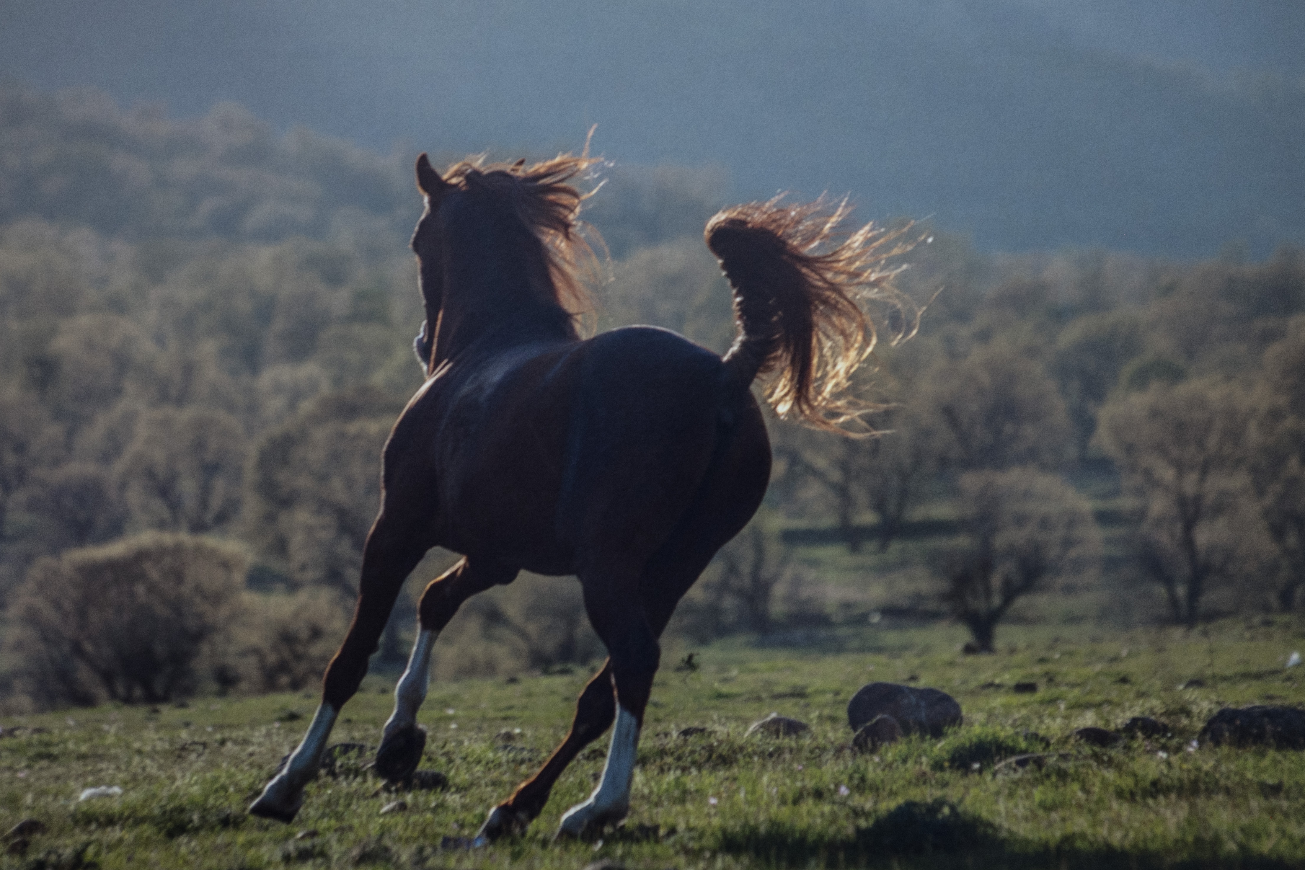 The Horses of Kurdistan recounts history through animals